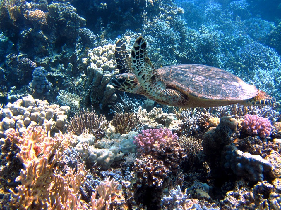 Turtle, Ocean, Sea, Meeresbewohner, Underwater, Red Sea